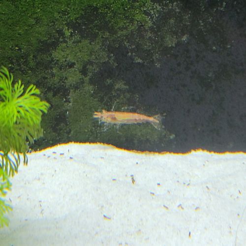 Crevettes red cherry #2