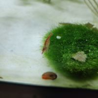 Crevettes red cherry