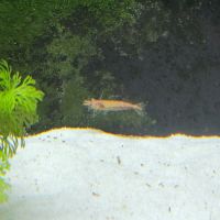 Crevettes red cherry #2