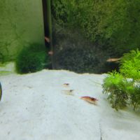 Crevettes red cherry #3