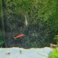 Crevettes red cherry #4