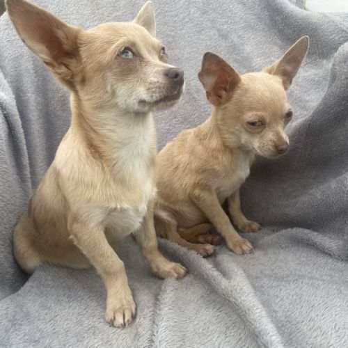 Chiots chihuahuas #1