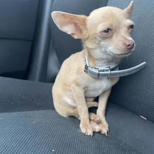 Chiots chihuahuas #3