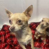 Chiots chihuahuas #0