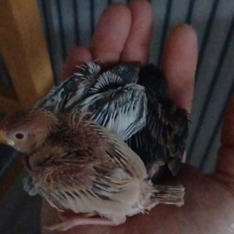 Padda de java man à réserver