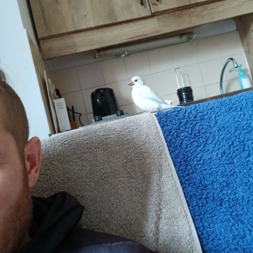 Padda de java man à réserver #2