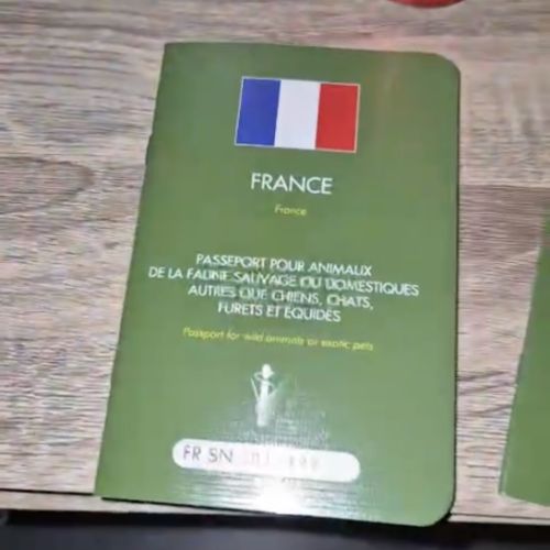 Couple calopsitte avec passeport eam + cage #2