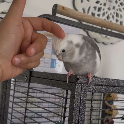 Couple calopsitte avec passeport eam + cage #4