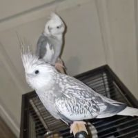 Couple calopsitte avec passeport eam + cage #1