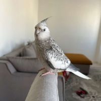 Couple calopsitte avec passeport eam + cage