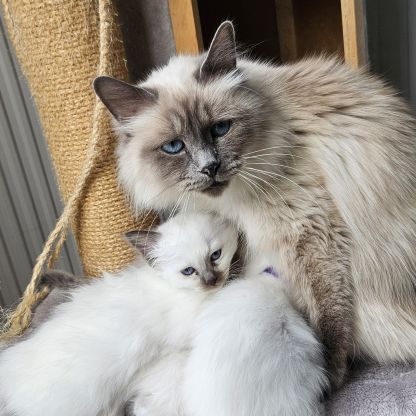 Chatons sacré de birmanie femelles loof pour noël #2