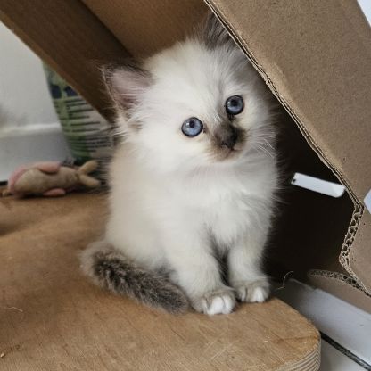 Chatons sacré de birmanie femelles loof pour noël #5