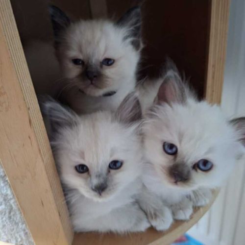Chatons sacré de birmanie femelles loof pour noël #0