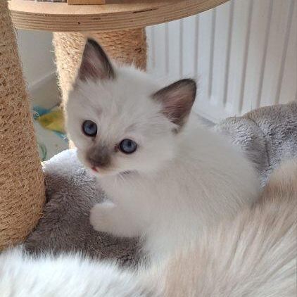 Chatons sacré de birmanie femelles loof pour noël #8