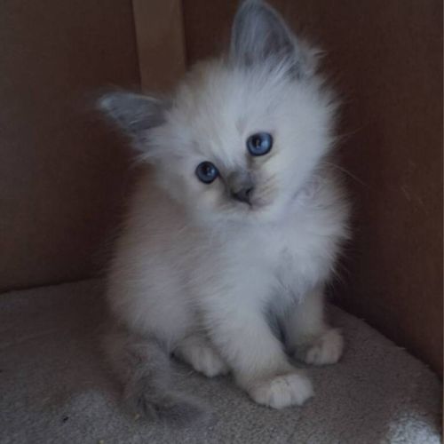 Chatons sacré de birmanie femelles loof pour noël #10