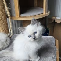 Chatons sacré de birmanie femelles loof pour noël #1