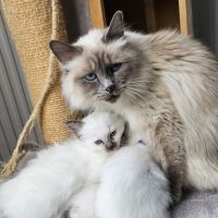 Chatons sacré de birmanie femelles loof pour noël #2