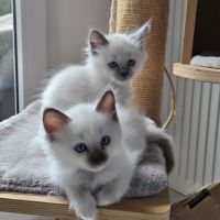 Chatons sacré de birmanie femelles loof pour noël #3