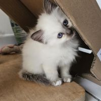 Chatons sacré de birmanie femelles loof pour noël #4