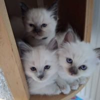 Chatons sacré de birmanie femelles loof pour noël
