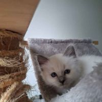 Chatons sacré de birmanie femelles loof pour noël #7
