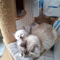 Chatons sacré de birmanie femelles loof pour noël #9