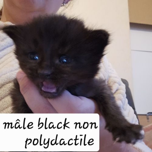 Maine coon loof polydactiles #3