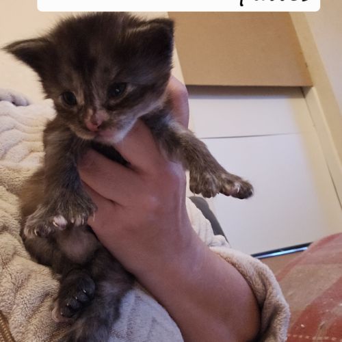 Maine coon loof polydactiles #4