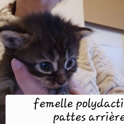 Maine coon loof polydactiles #0