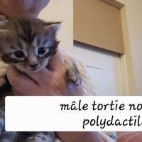 Maine coon loof polydactiles #1