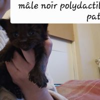 Maine coon loof polydactiles #2