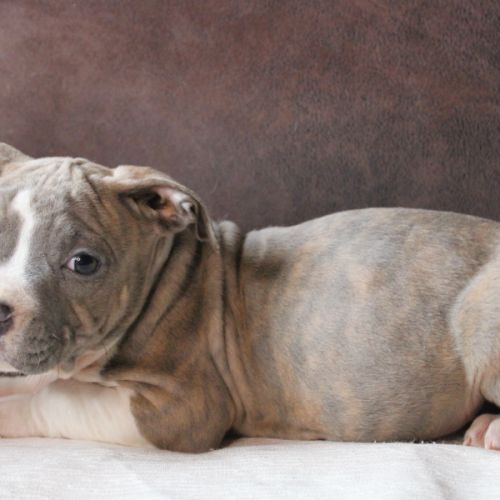 Chiots am’staff lof disponibles #2