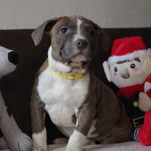 Chiots am’staff lof disponibles #0