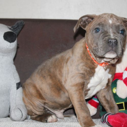 Chiots am’staff lof disponibles #5