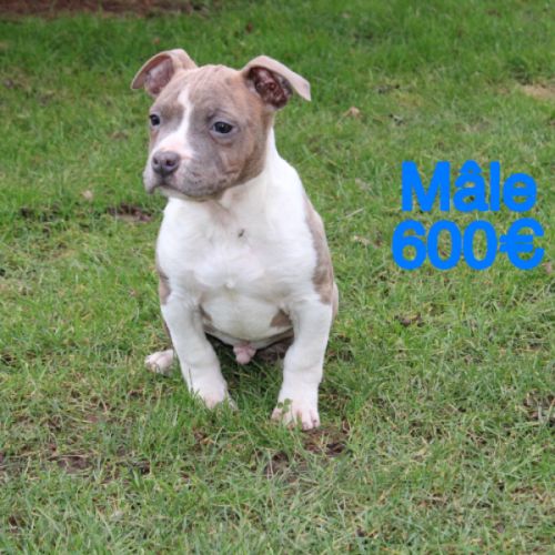 Chiots am’staff lof disponibles