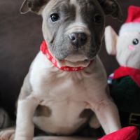 Chiots am’staff lof disponibles #1