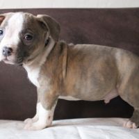 Chiots am’staff lof disponibles #3