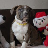 Chiots am’staff lof disponibles