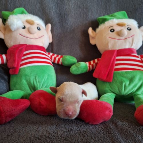 Magnifique chiots golden retriever #1