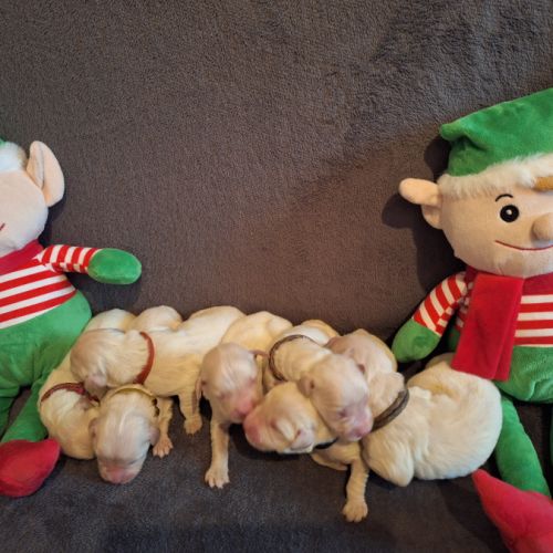 Magnifique chiots golden retriever #0