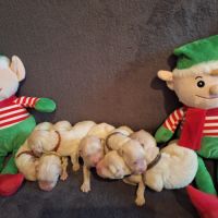 Magnifique chiots golden retriever