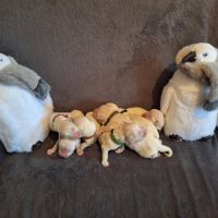 Magnifique chiots golden retriever #3