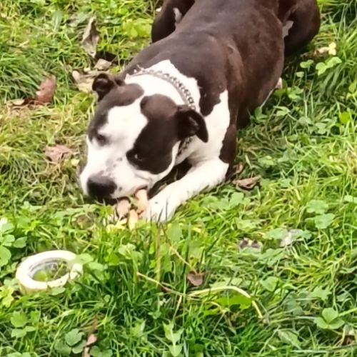 American staff noir et blanc