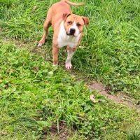 American staff beige et blanc