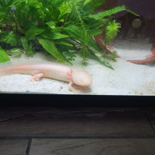 Axolotl mâle #3