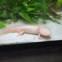 Axolotl mâle #0