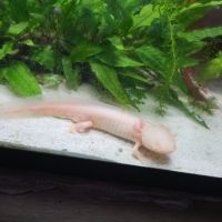 Axolotl mâle #2