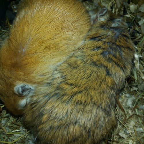 Don de 2 gerbilles 🐹 #2