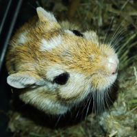 Don de 2 gerbilles 🐹 #0