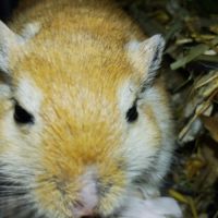 Don de 2 gerbilles 🐹 #3